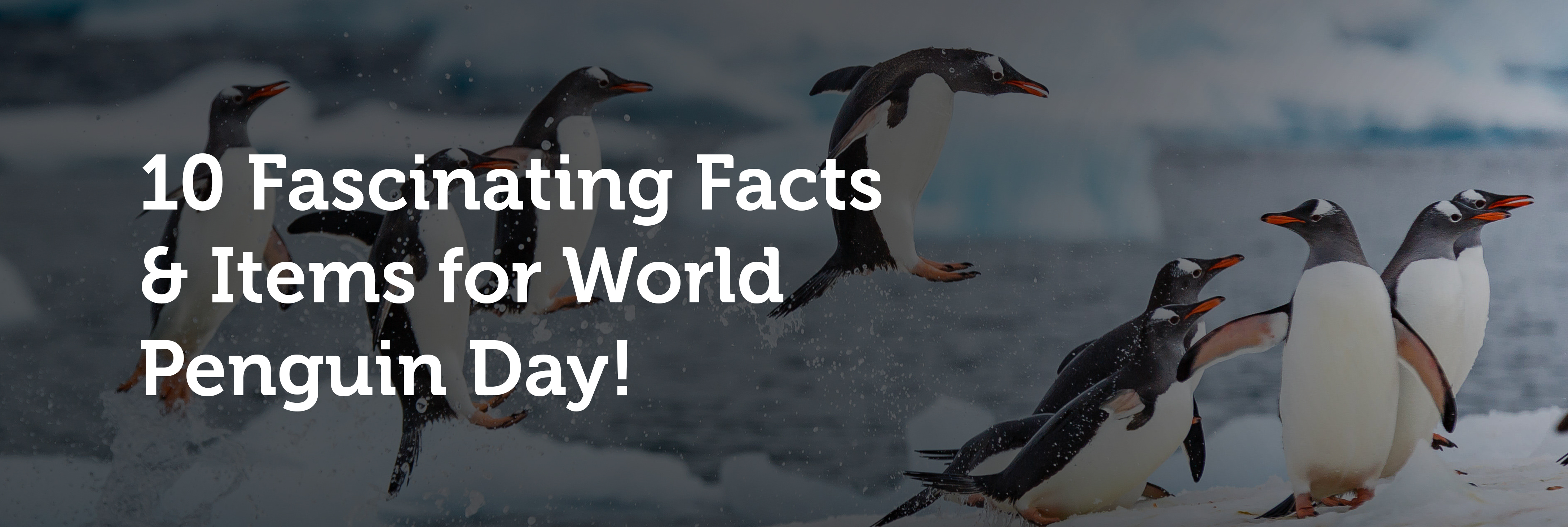 Fascinating Facts Items World Penguin Day
